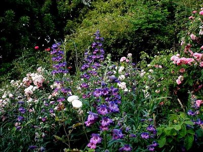 life_gertrude Jekyll type.jpg